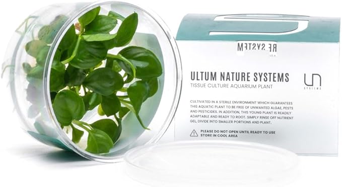 Ultum Nature Systems Anubias Heterophylla Tissue Culture Live Plant for Aquarium, Aquascape, Freshwater Fish Tanks - 100% Snail Free in Vitro