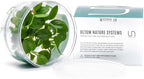 Ultum Nature Systems Anubias Heterophylla Tissue Culture Live Plant for Aquarium, Aquascape, Freshwater Fish Tanks - 100% Snail Free in Vitro
