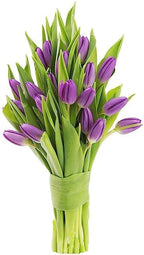 KaBloom PRIME OVERNIGHT DELIVERY - WEDDING COLLECTION - PREMIUM 20 Purple Tulips - Farm Direct Wholesale Fresh Flowers|Gift for Birthday, Anniversary, Thank You, Valentine, Mother’s Day Fresh Flowers