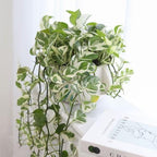 Pothos N’Joy – 6" Live Plant | Variegated Pothos | Easy Care Indoor Plant | Hanging or Climbing Vine | Air Purifying Tropical Houseplant