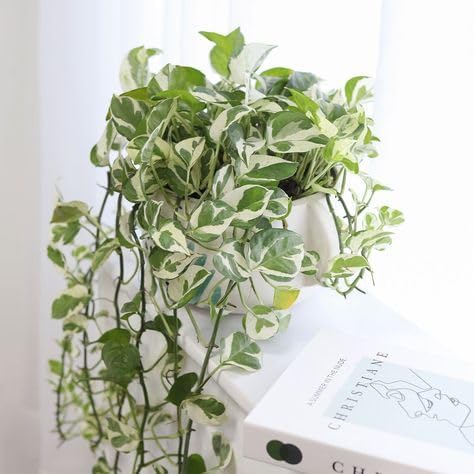 Pothos N’Joy – 6" Live Plant | Variegated Pothos | Easy Care Indoor Plant | Hanging or Climbing Vine | Air Purifying Tropical Houseplant