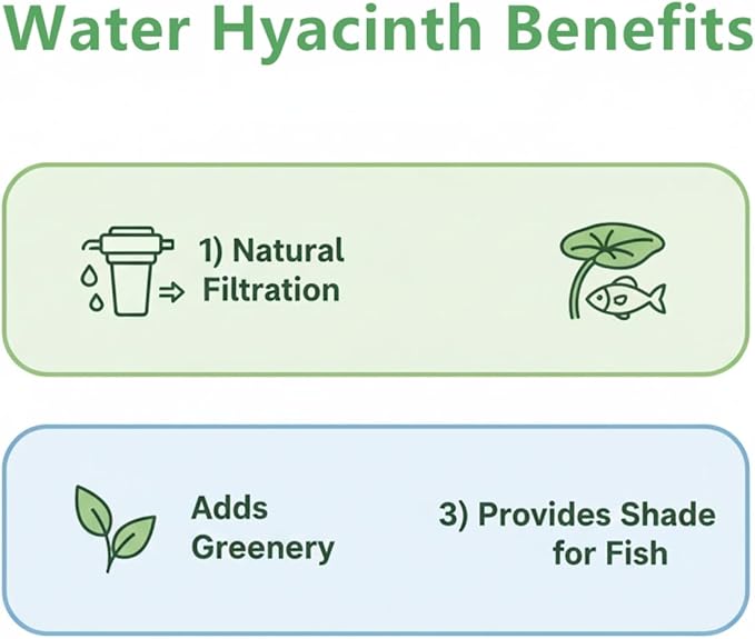 200 Water Hyacinth Seeds for Planting Pond Plants - Aquatic Plants for Water Gardens Koi Ponds and Outdoor Decor - Vibrant Water Plants for Natural Filtration and Backyard Ponds