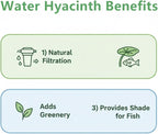 200 Water Hyacinth Seeds for Planting Pond Plants - Aquatic Plants for Water Gardens Koi Ponds and Outdoor Decor - Vibrant Water Plants for Natural Filtration and Backyard Ponds