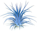 Rainbow Tillandsia Air Plant, Tillandsia Air Plant, Airplant, Air Purification, House Plant, Home Decor & Gift, Live Plant, Healthy Arrival Guarantee (Light Blue/Blue)