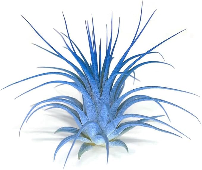 Rainbow Tillandsia Air Plant, Tillandsia Air Plant, Airplant, Air Purification, House Plant, Home Decor & Gift, Live Plant, Healthy Arrival Guarantee (Light Blue/Blue)