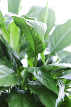 KaBloom - Peace Lily Plant in 6" pot Plant For Delivery Prime - Fresh Flowers for Birthday, Valentine's & Mother's Day