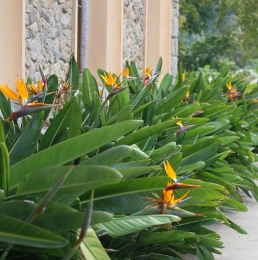 Bird of Paradise - Orange - Strelitzia Reginae. (4 Orange BoP in Sac)