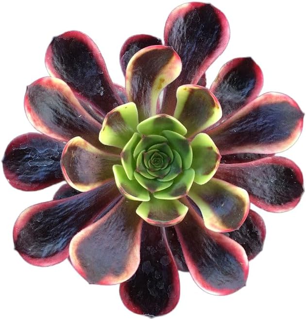 4" Aeonium Superbang Succulents Plants Live, Rare Succulent Plants Fully Rooted in Succulent Soil, Unique Live House Plant for Home Office Decor, by The Succulent Cult