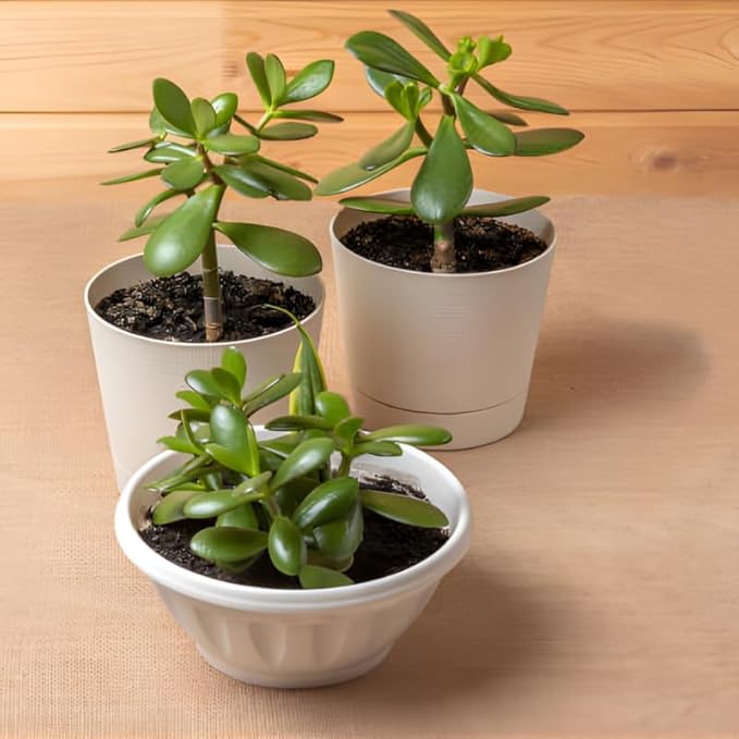 Jade Plant Live, Crassula Ovata in 2 Inch Pot, Air-Purifying, Low Maintenance, Perfect for Home and Office Décor, Easy Care Starter Plants