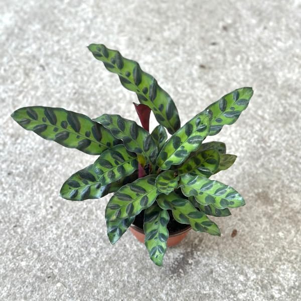 Rattlesnake Calathea Plant in 2" Pot - Live Rattlesnake Plant - Pet Safe Air Purifying Indoor Outdoor House Plants Flowers for Home Office Wedding Decor & Birthday Gift (Small)(Heat Pack Included)