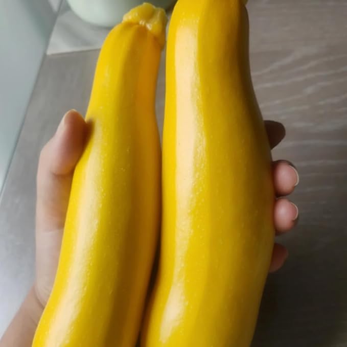 2 Live Squash Plants, Zucchini Plants Seedlings, Yellow Squash Plant Live in 4 Inch Pot
