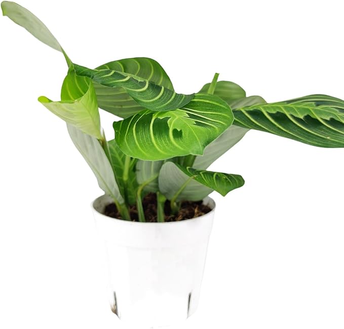 Maranta Lemon Lime (4 inch) - Lucky Houseplants - 4/6 inch Unique Live Decorative Houseplants - Easy to Care Indoor Plants, Perfect for Office, Home & Feng Shui Decor