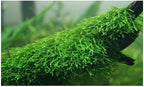 Marcus Fish Tanks Java Moss Freshwater Aquarium Plants Java Moss Live Plant for Aquarium