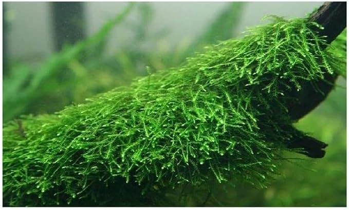 Marcus Fish Tanks Java Moss Freshwater Aquarium Plants Java Moss Live Plant for Aquarium