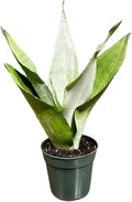 Sansevieria Moonshine in 4" Pot - Live Snake Plant - Easy to Grow Indoor Plant - Air Purifier House Plant - Office Gift