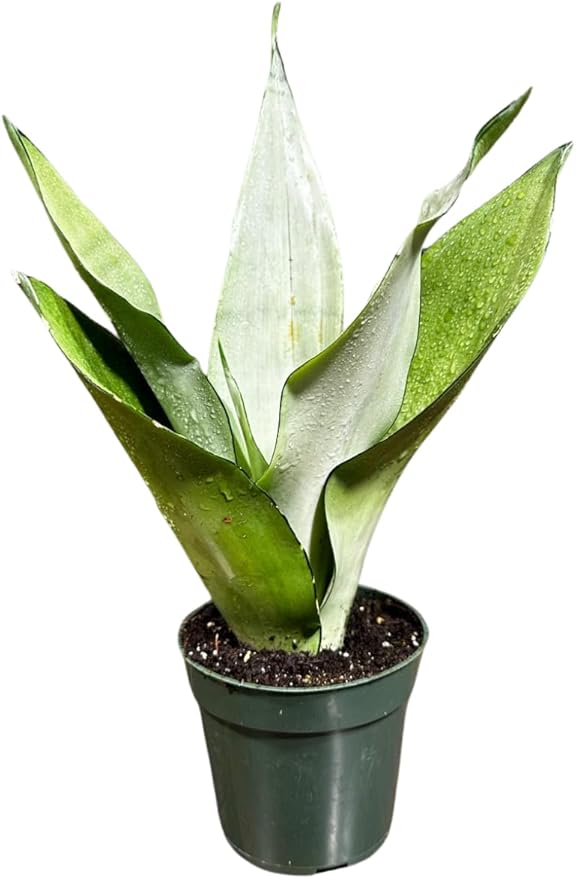 Sansevieria Moonshine in 4" Pot - Live Snake Plant - Easy to Grow Indoor Plant - Air Purifier House Plant - Office Gift