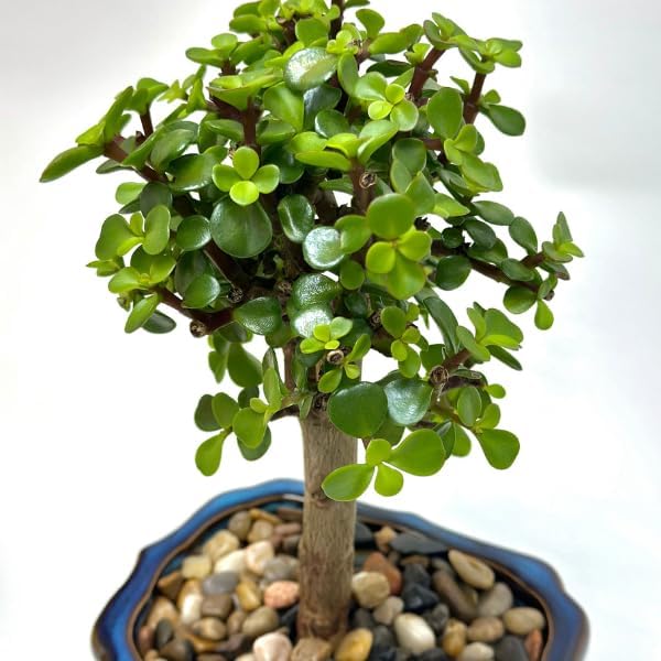 Bonsai Tree Live Plant - Jade Bonsai Succulent Tree - Easy to Grow Air Purifying Indoor House Plants Flowers for Home Office Wedding Decor & Giftable (Heat Pack Included)
