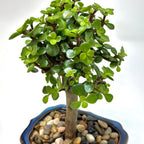 Bonsai Tree Live Plant - Jade Bonsai Succulent Tree - Easy to Grow Air Purifying Indoor House Plants Flowers for Home Office Wedding Decor & Giftable (Heat Pack Included)