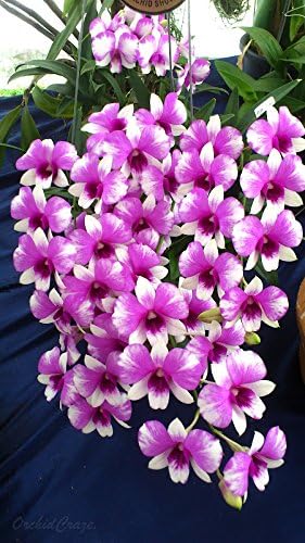 3 Large + 3 Small Diffferent Dendrobiums Live Orchids Plants