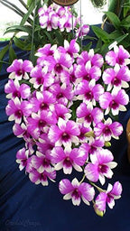 3 Large + 3 Small Diffferent Dendrobiums Live Orchids Plants
