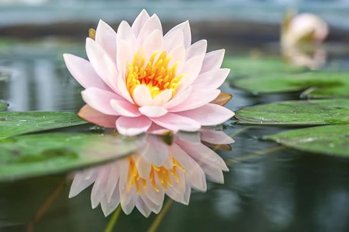 Ficoszo 30PCS Bowl Lotus Seeds Bonsai Lotus Seeds for Planting Water Lily Flower Aquatic Plants Seed Pond Plants Non GMO Home Garden Plant Seed Flowering Aquatic Bonsai Plant (Nelumbo)