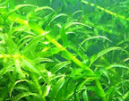 3 Bundles Anacharis Egeria Densa Elodea Live Aquarium Plants Freshwater Pond Aquatic Water Plant Decorations by Greenpro