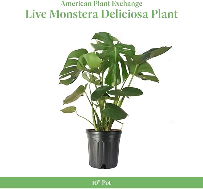 American Plant Exchange Philodendron Monstera – 10-Inch Pot – Live Split-Leaf Tropical Houseplant, Easy Care Indoor Plant for Home, Office, & Jungle-Inspired Décor