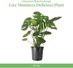 American Plant Exchange Philodendron Monstera – 10-Inch Pot – Live Split-Leaf Tropical Houseplant, Easy Care Indoor Plant for Home, Office, & Jungle-Inspired Décor