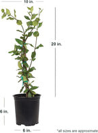 Star Jasmine 'Large Leaf' (2.5 Quart) Aromatic White Blooming Evergreen Vine - Full Sun Live Outdoor Plant