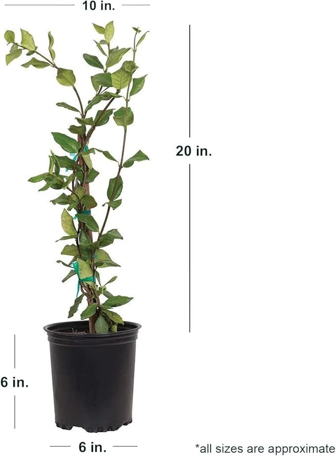 Star Jasmine 'Large Leaf' (2.5 Quart) Aromatic White Blooming Evergreen Vine - Full Sun Live Outdoor Plant