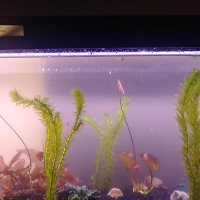 Anacharis Egeria Densa Bunch Live Aquarium Plants (Rooted in 2 Inch Pot)