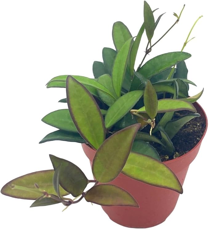 BubbleBlooms Hoya Rosita in a 4 inch Pot Rare Hybrid of Hoya wayetii x tsangii