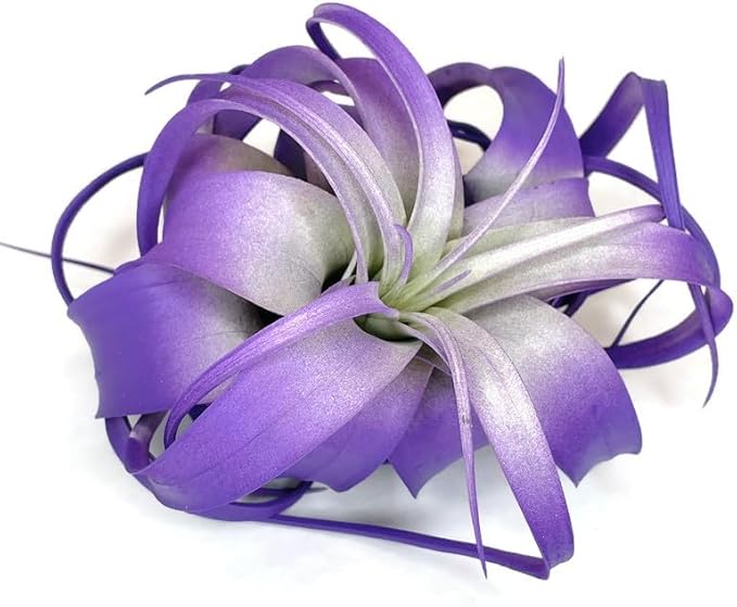 XL Xerographica Colored Air Plant, Live Tillandsia House Plant, Easy Care Indoor Outdoor, Great Gift, Healthy Arrival Guaranteed (Purple)