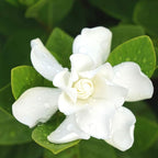 Perfect Plants Radican Gardenia Live Plant, 1 Gallon Pot
