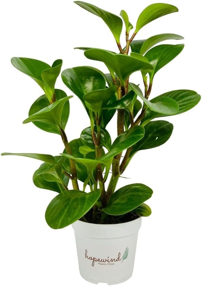 Baby Rubber Plant, Peperomia obtusifolia, Live Indoor Plant, 4 inch Pot - Hopewind Plants Shop