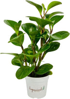 Baby Rubber Plant, Peperomia obtusifolia, Live Indoor Plant, 4 inch Pot - Hopewind Plants Shop