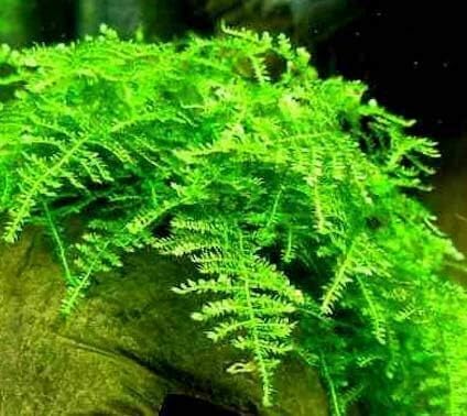 5 Portions Willow Moss Christmas Moss Live Aquarium Plant Freshwater