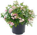 Live Plant from Green Promise Farms - Rosa The Fairy (The Fairy Rose), #3 Gallon Size Container, Pink Flowers - This Plant Does NOT Ship to AZ, CA, HI, ID, MT, NV, OR, PR, UT & WA!!
