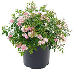 Live Plant from Green Promise Farms - Rosa The Fairy (The Fairy Rose), #3 Gallon Size Container, Pink Flowers - This Plant Does NOT Ship to AZ, CA, HI, ID, MT, NV, OR, PR, UT & WA!!