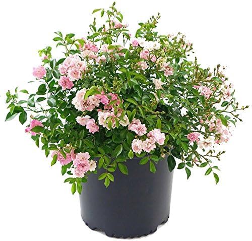 Live Plant from Green Promise Farms - Rosa The Fairy (The Fairy Rose), #3 Gallon Size Container, Pink Flowers - This Plant Does NOT Ship to AZ, CA, HI, ID, MT, NV, OR, PR, UT & WA!!