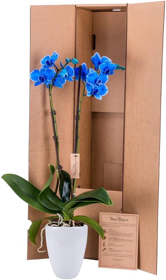 DecoBlooms Premium Blue 5” Orchid Live Indoor Plant (Modern Pot Included) – Grown in the USA - Fresh Flowering Home Decor Delivery for Birthday, Anniversary, Sympathy, Wedding, Mother's Day