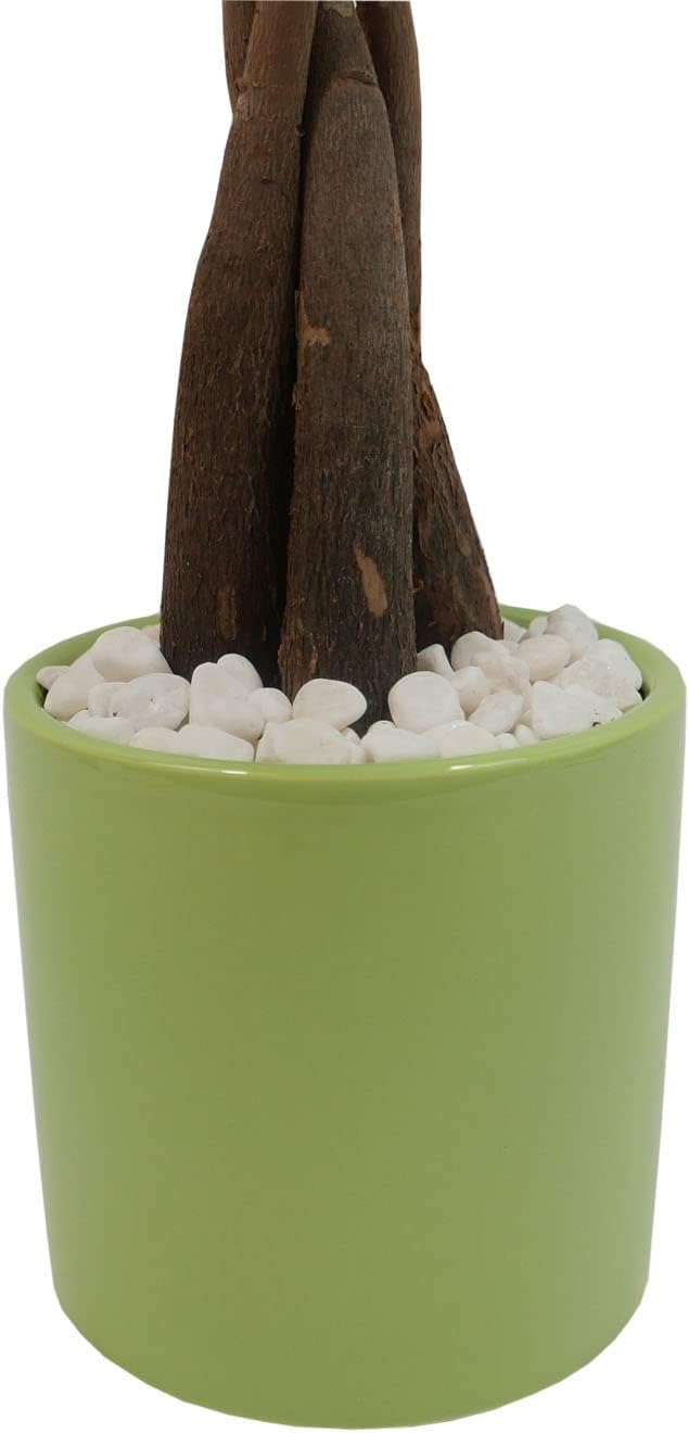 Athena's Garden Money Tree Plant Indoor Live Plant Pachira Money Tree with Ceramic Planter 18 Inches Tall, Green Pot - White Rocks, Medium