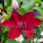 Clematis Vine Plant, Clematis Vine Plants Live in 2.5 Inch Pot, Perennial Climbing Clematis Plants Live for Outdoor Garden (Red Flowers)