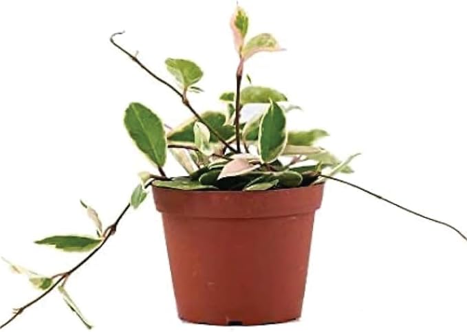 American Plant Exchange Hoya Carnosa 'Krimson Queen' Plant – 6-Inch Pot – Live Tricolor Wax Vine Succulent, Easy Care Houseplant for Home, Office, or Patio Decor