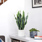 Briful Fake Snake Plant 16" Faux Potted Plant Artificial Snake Plant with White Ceramic Pot Sansevieria Plant Perfect for House Modern Living Room Office Housewarming Gift Indoor Decor