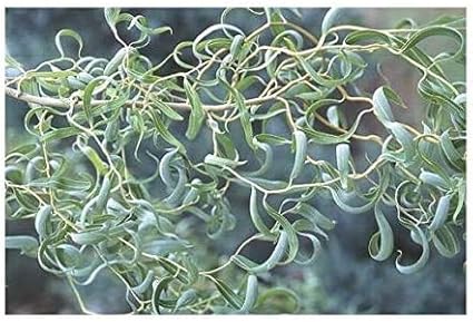 Bonsai Tree Dragon Willow - Thick Trunk Cutting - Indoor/Outdoor Live Bonsai Tree - Old Mature Look Fast