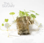 Whorled Pennywort Hydrocotyle Verticillata Live Aquarium Plants Freshwater Fish Tank with Roots (1 Cube)
