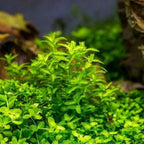 Low Light Aquatic Plant Set - Beginner-Friendly Live Aquarium Plants | Easy Care, Thrives in Low Light | Natural Filtration & Freshwater Tank Decor - Single Pack (6 Bunches)