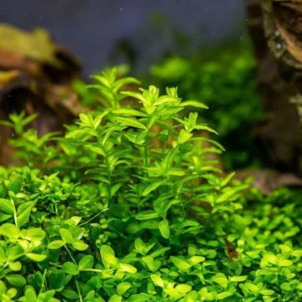 Low Light Aquatic Plant Set - Beginner-Friendly Live Aquarium Plants | Easy Care, Thrives in Low Light | Natural Filtration & Freshwater Tank Decor - Single Pack (6 Bunches)