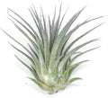 Rainbow Tillandsia Air Plant, Tillandsia Air Plant, Airplant, Air Purification, House Plant, Home Decor & Gift, Live Plant, Healthy Arrival Guarantee (Silver)